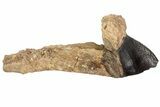 Rooted Triceratops Tooth - South Dakota #70141-1
